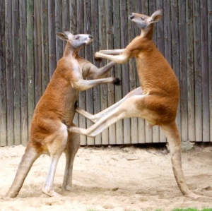 Red kangaroos naturally box. (WIKI image)