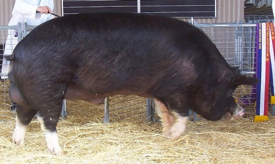 Champions Berkshire boar (Image. Scott Davis:commons.wikimedia.ort)