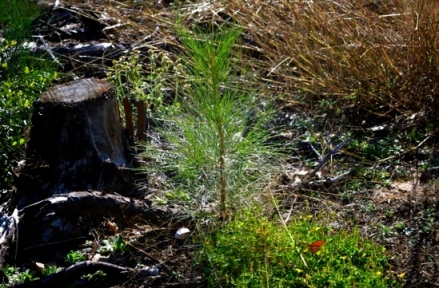 Forest recovering. (Image. www.friendsoflostpines.org)