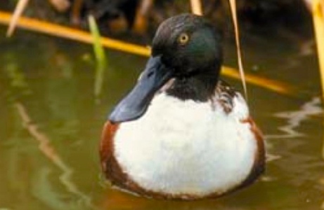 Daffy? No. But I am quacking mad. (Image: TPWL/MAd duck. (www.TPWD.state.tx.us:publication:pwspubs:media)