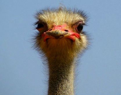 Ostrich face by Ana_Cotta (Source.Cara de Sabado. flickr:common.wikimedia.org)