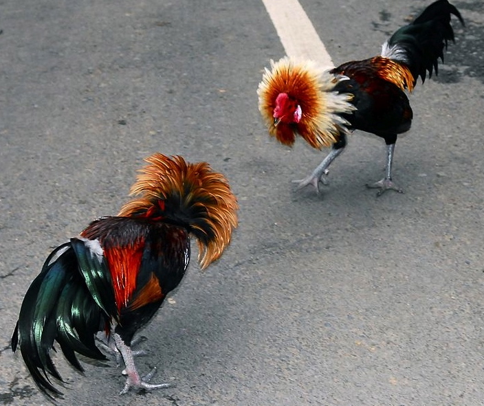 fancy-rooster-fight-taro-taylor-sengai-podhuvantalkcommons-wikimedia-org.jpg