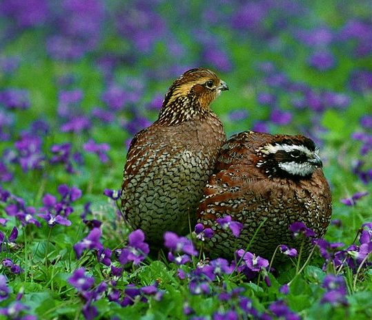 Bobwhite quail. (US Fish and WIldlife:Steve Maslowski:Commons.wikimedia.org)