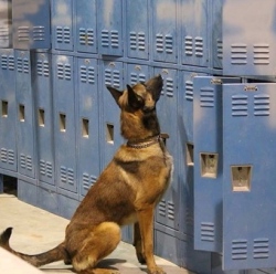 Dog in front of school lockers (K9s4Cops:Facebook.com)