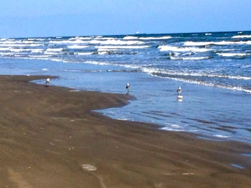 Shorebirds wading. All rights reserved. No permission granted. Copyrighted