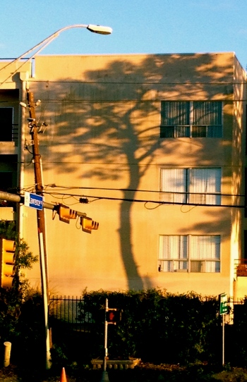 all rights reserved. Tree shadow on building. No permissions granted. Copy righted