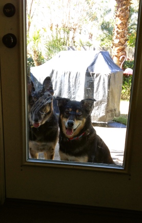 Dogs looking through mud smeared door. No permissions granted. All rights reserved. Copyrighted