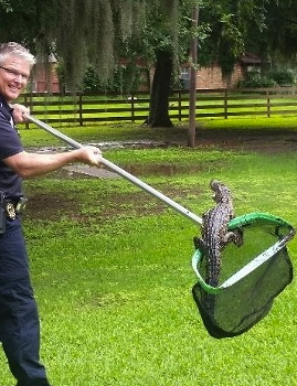 gator in a net.. Alligator catching a ride./click2houston.com