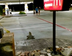 gator leaving McDonald's (khou.com)