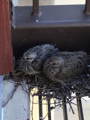 NO permissions granted for this image. All rights reserved Baby birds on balcony copyrighted.