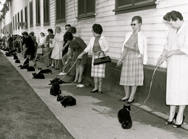 line of women holding cats on leashes.(1961. casting call in Hollywood for film/ Los Angeles Times/UCLA lib/USPD: no cr, pub.date/Commons.wikimedia.org)