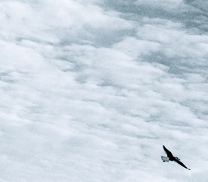 NO permissions granted for this image of bird in sky. ALL rights reserved. Copyrighted