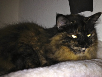 ALL rights reserved to this cat glowering. NO permissions granted. Copyrighted Holler-Ring cat.