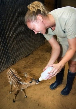 Opal being bottle fed by keeper. (Houstonzoo.org)