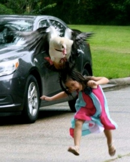  Summer gets attacked by a a mother goose. (Her sister Stevie b. Twitter/ch13 news)