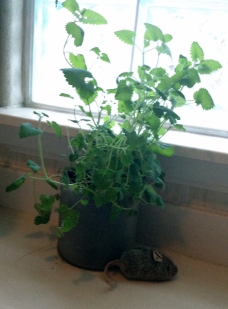 (Copyrighted image) Catnip plant in window (All rights reserved) (NO permissions granted)