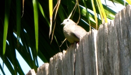bird on fence. Dove. ALL rights reserved Copyrighted. NO permsissions granted
