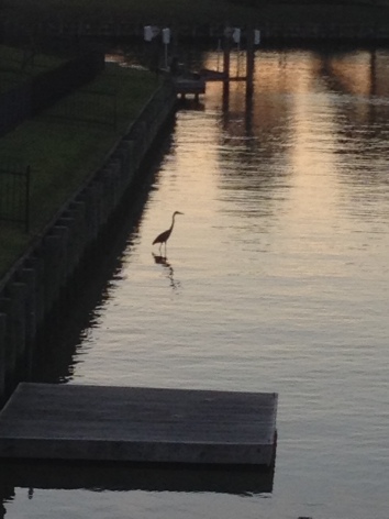  Waterbird by dock at sunset. ALL rights reserved. NO permissions granted. Copyrighted 