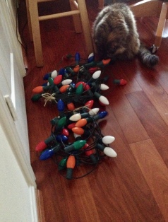 RC Cat examining coiled up Christmas lights on wood floor. (Image: all rights reserved, NO permissions granted, Copyrighted)