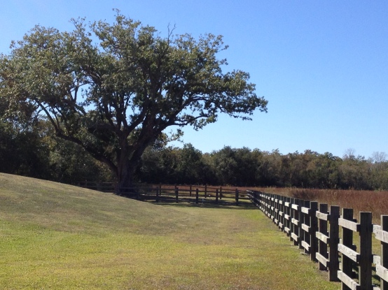 Oak tree and rail fence. (Image ©: all rights reserved, copyrighted, NO permissions granted)
