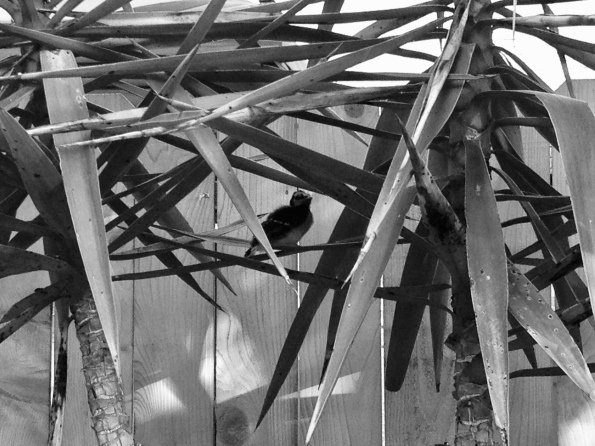 Hiding bird. (© Image, all rights reserved, copyrighted , NO permissions granted)
