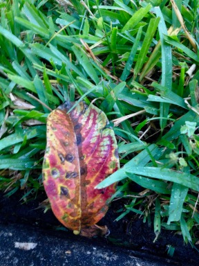 A thoughtful mob is their spirited choice. Practicing by embracing an aging Autumn leaf. Their selected personal not to unexpected as this is St. Augustine grass. (© image All rights reserved, copyrighted, no permissions granted)