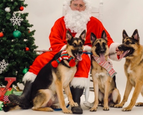 Three German Shepherds dressed for picture with Santa (© image: copyrighted, all rights reserved, no permissions granted)