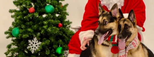 Two sitting German Shepherds at Christmas (© image, copyrighted, NO permissions granted, all rights reserved)