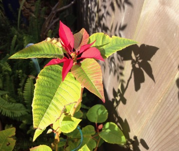 flower. plant. Poinsettia by fence. (© image all rights reserved, copyrighted, no permissions granted)