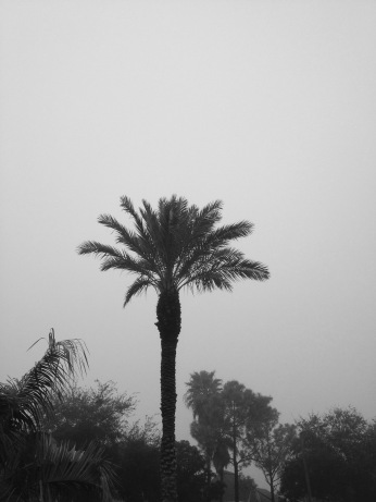foggy skies and palm tree. (© image: all rights reserved, copyrighted, NO permissions granted)
