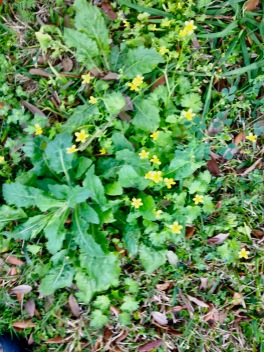 Flowers. Yellow clover flowers among spring weeds. (© image: copyrighted, all rights reserved, NO permissions granted) 