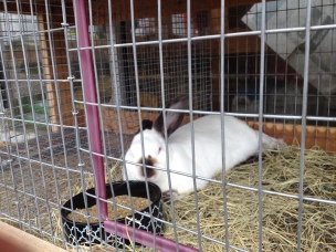 white and black bunny (© image copyrighted, no permissions granted , all rights reserved)