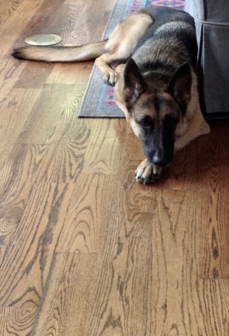 German Shepherd dog on wood floor staring forward. (© image, copyrighted, all rights reserved, NO permissions granted)