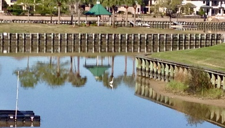 resident white bird in waterway during daylight(© image. Copyrighted, all rights reserved, NO permissions granted)