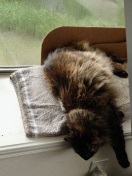 cat draped across window sill (© image all rights reserved, copyrighted, no permissions granted)