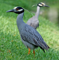 Yellow-crowned Night Heron pair in Florida (Image: Terry Foote/Commons.wikimedia.org)
