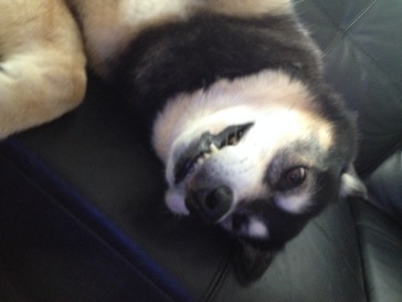Grinning upside down dog on couch. (© image copyrighted, all right reserved, no permissions granted)