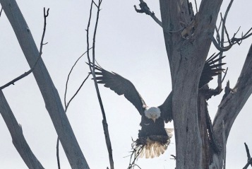 Bald eagle with wings spread about to land on nest (Image Drew Nash)