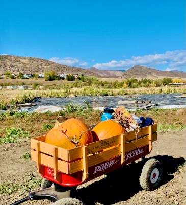 red wagon full of pumpkins by stream in the foothills (© image copyrighted, all rights reserved. NO permissions granted)