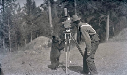 Brown bear cub at Yellowstone with cameraa maan. 1916 (USPD pub.date, artist life/Commons.wikimedia.org)