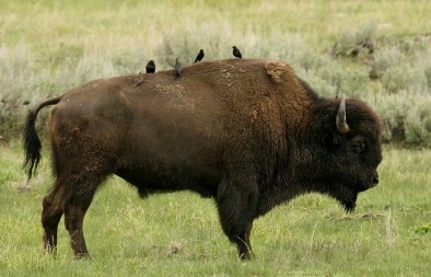 Cow bird on back of Soda Butte Creek bison (Image Flickr/Peaco/Commons.wikimedia.org)