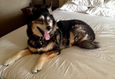 Molly Malamute sprawled on hotel bed. ( image copyrighted. all rights reserved. NO permissions granted)