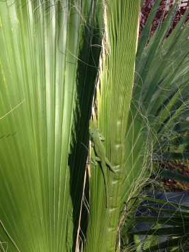 Green lizard on fan palm frond. Ambassador from the famous Emerald City of Oz? (© image copyrighted, no rights reserved, no permissions granted)