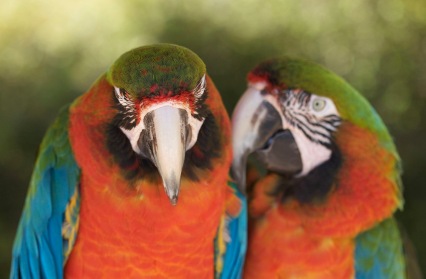 Two Ara macaws. (image: Deveze/Commons.wikimedia.com)