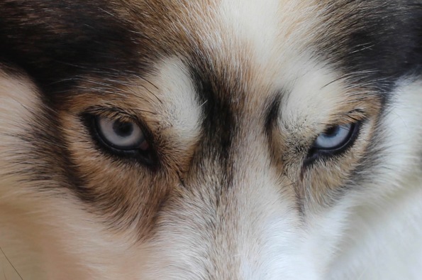 Husky eyes. (Image by Gatobarato/Commons.wikimedia.org)