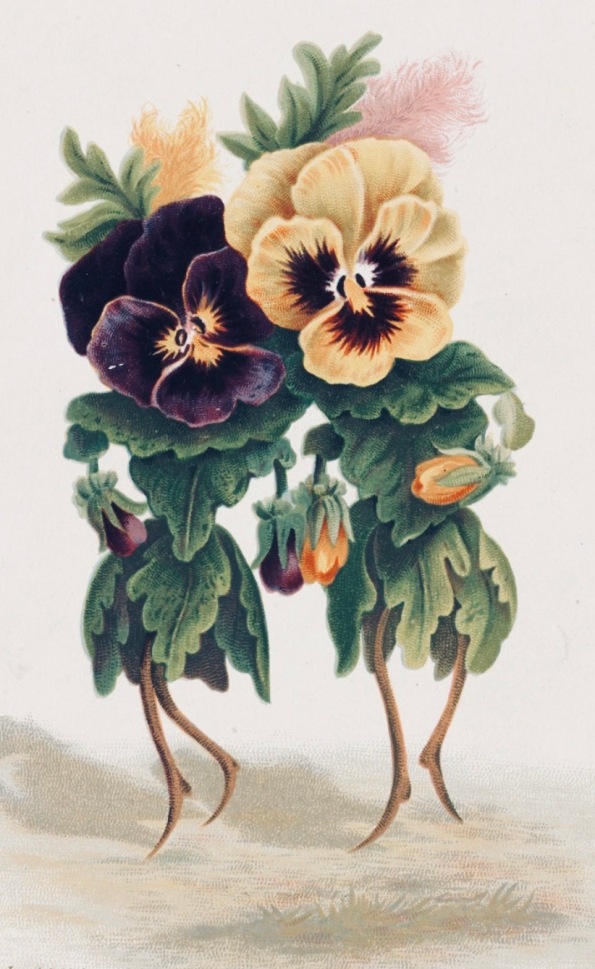 Two dancing pansies. "Together we stand, Divided, we smush." (1861 pub.date/USPD/Commons.wikimedia.org)