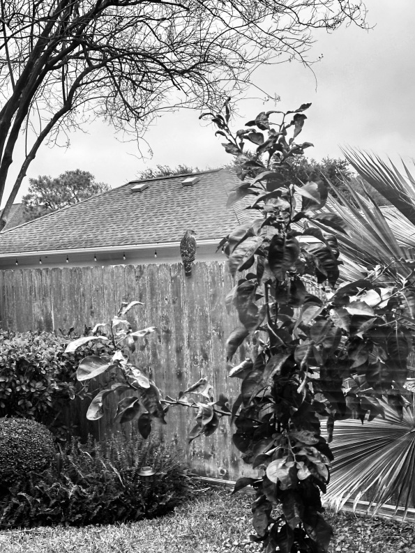 Yes, ominous grey dreary scene scene of fenced backyard, plants and large hawk (© image copyrighted, all rights reserved, no permissions granted)