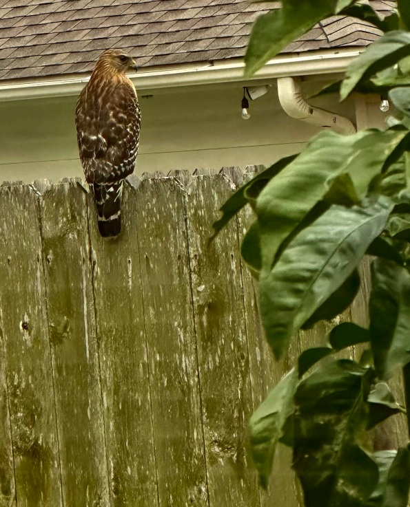 Large hawk sitting on fence watching to see where his prey went (© image copyrighted, all rights reserved, no permissions granted)