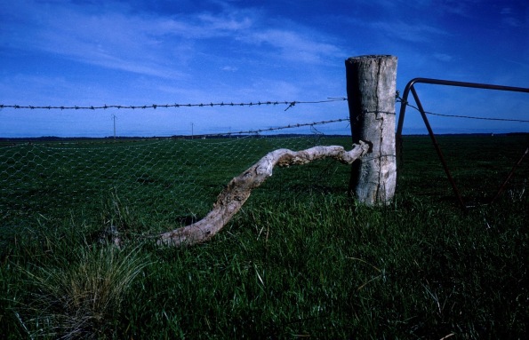 farm gate and fence (Image by CSIRO/Commons.wikimedia.org)