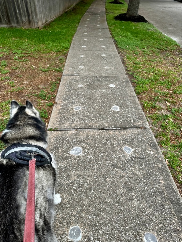 Hank the Husky dog examining repaired sidewalk. (© image copyrighted, all rights reserved, no permissions granted)